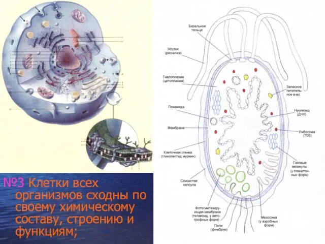 №3 Клетки всех организмов сходны по своему химическому составу, строению и функциям;