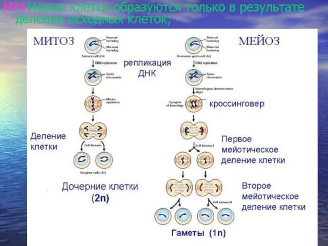 №4 Новые клетки образуются только в результате деления исходных клеток;