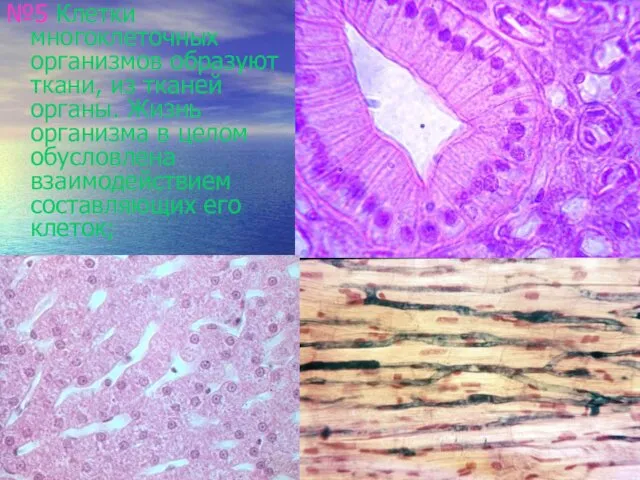 №5 Клетки многоклеточных организмов образуют ткани, из тканей органы. Жизнь организма