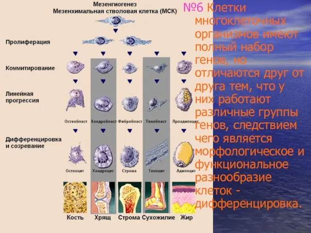 №6 Клетки многоклеточных организмов имеют полный набор генов, но отличаются друг