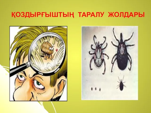 ҚОЗДЫРҒЫШТЫҢ ТАРАЛУ ЖОЛДАРЫ