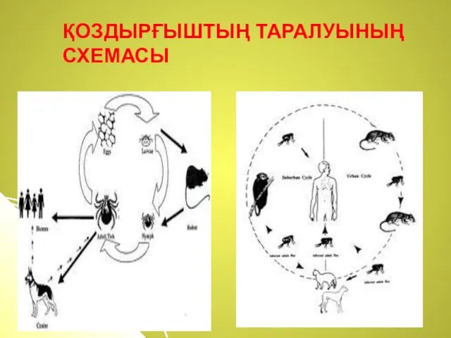 ҚОЗДЫРҒЫШТЫҢ ТАРАЛУЫНЫҢ СХЕМАСЫ