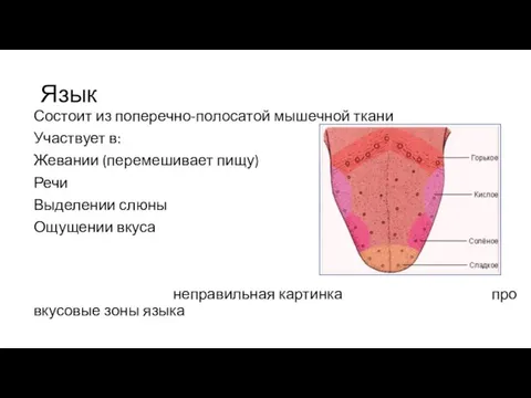 Язык Состоит из поперечно-полосатой мышечной ткани Участвует в: Жевании (перемешивает пищу)