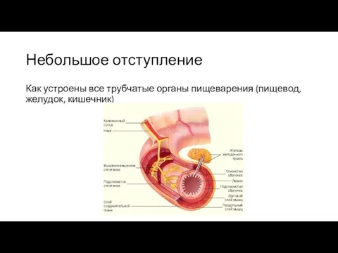 Небольшое отступление Как устроены все трубчатые органы пищеварения (пищевод, желудок, кишечник)