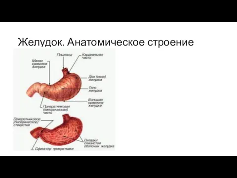 Желудок. Анатомическое строение