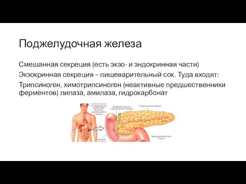 Поджелудочная железа Смешанная секреция (есть экзо- и эндокринная части) Экзокринная секреция