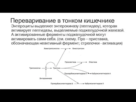 Переваривание в тонком кишечнике Энтероциты выделяют энтерокиназу (пептидазу), которая активирует пептидазы,