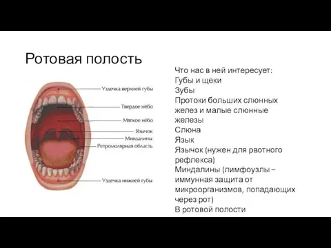 Ротовая полость Что нас в ней интересует: Губы и щеки Зубы