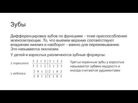 Зубы Дифференцировка зубов по функциям – тоже приспособление млекопитающих. То, что