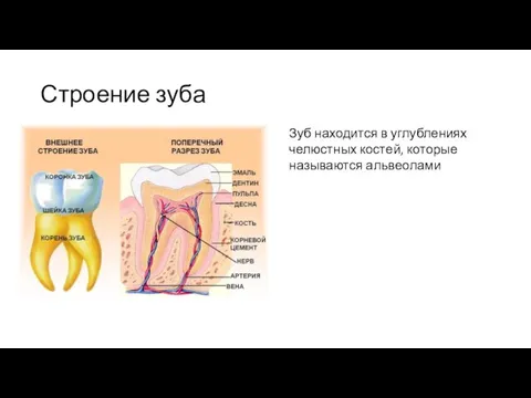 Строение зуба Зуб находится в углублениях челюстных костей, которые называются альвеолами