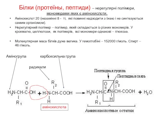 Білки (протеїны, пептиди) – нерегулярні полімери, мономерами яких є амінокислоти. Амінокислот