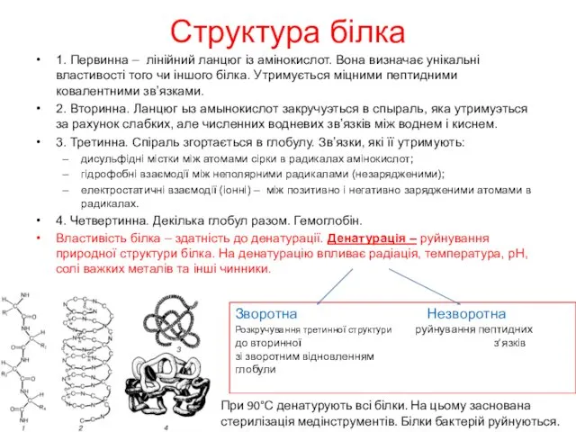 Структура білка 1. Первинна – лінійний ланцюг із амінокислот. Вона визначає