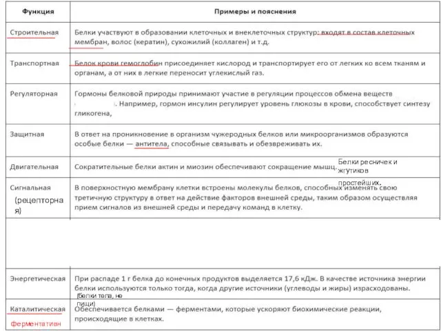 ферментативная (рецепторная) (белки тела, не пищи) Блл Белки ресничек и жгутиков простейших.