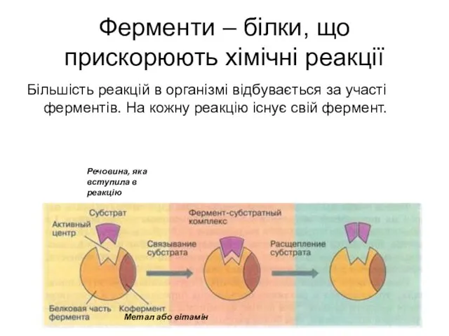 Ферменти – білки, що прискорюють хімічні реакції Більшість реакцій в організмі