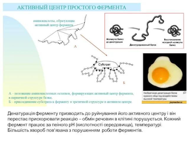 Денатурація ферменту призводить до руйнування його активного центру і він перестає