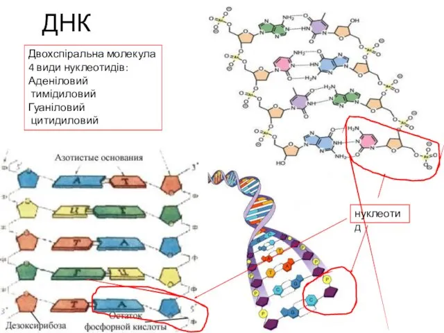 ДНК Двохспіральна молекула 4 види нуклеотидів: Аденіловий тимідиловий Гуаніловий цитидиловий нуклеотид