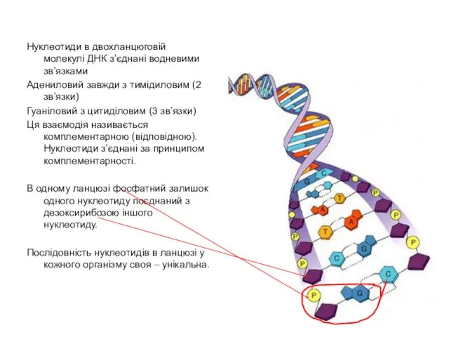 Нуклеотиди в двохланцюговій молекулі ДНК з’єднані водневими зв’язками Адениловий завжди з