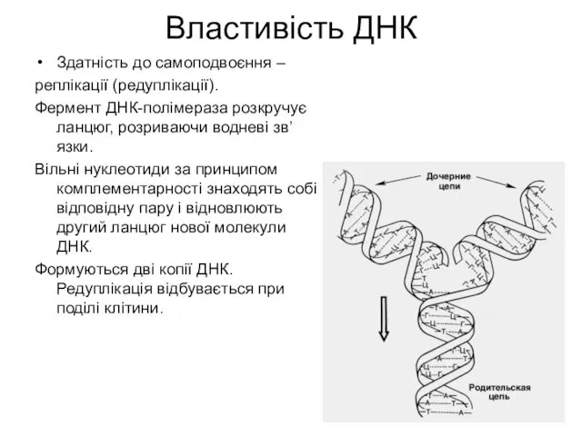 Властивість ДНК Здатність до самоподвоєння – реплікації (редуплікації). Фермент ДНК-полімераза розкручує