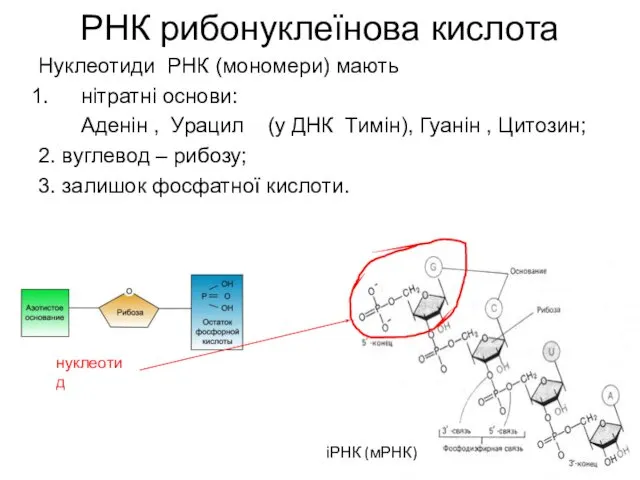 РНК рибонуклеїнова кислота Нуклеотиди РНК (мономери) мають нітратні основи: Аденін ,