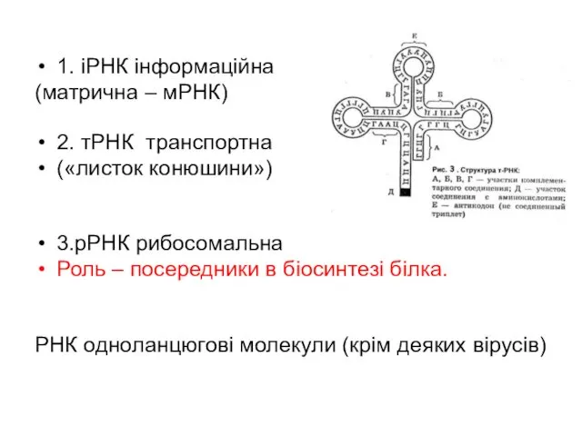 1. іРНК інформаційна (матрична – мРНК) 2. тРНК транспортна («листок конюшини»)