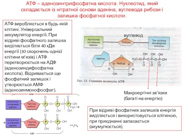 АТФ – аденозинтрифосфатна кислота. Нуклеотид, який складається із нітратної основи аденіна,