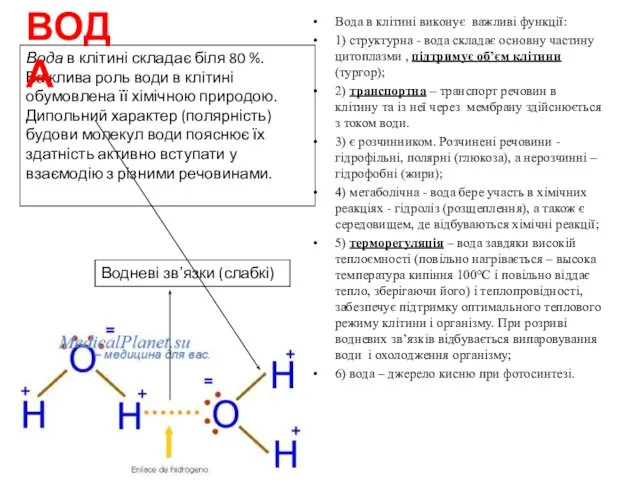 Вода в клітині виконує важливі функції: 1) структурна - вода складає