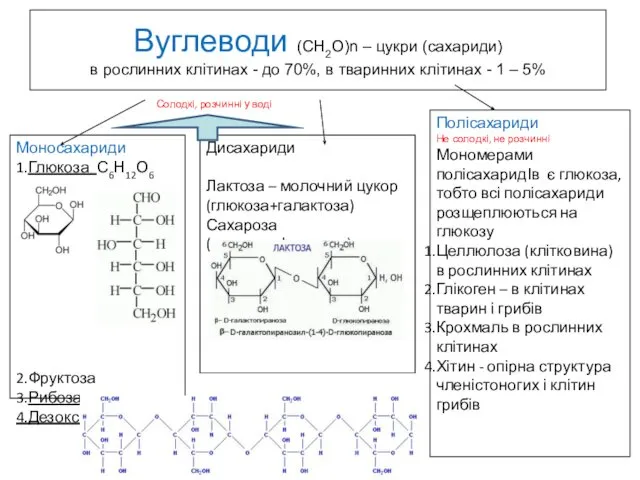 Вуглеводи (СН2О)n – цукри (сахариди) в рослинних клітинах - до 70%,