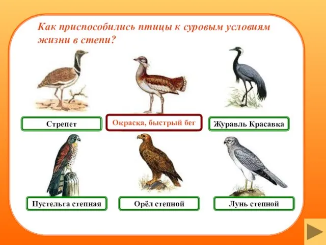 Пустельга степная Лунь степной Журавль Красавка Стрепет Как приспособились птицы к