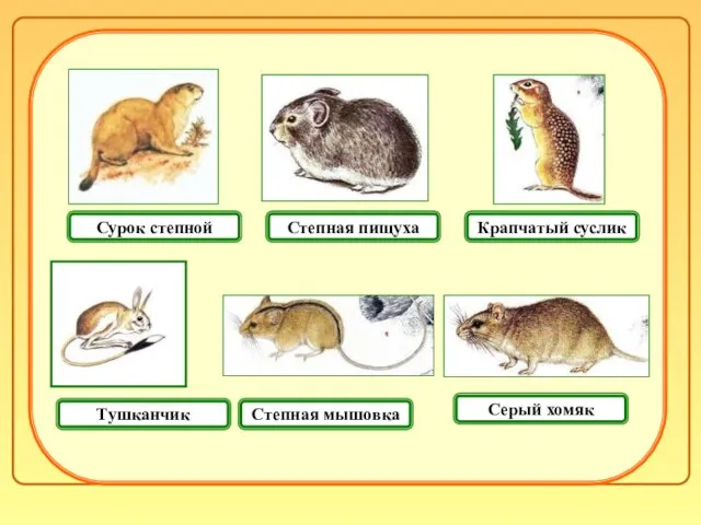 Крапчатый суслик Серый хомяк Степная мышовка Сурок степной Степная пищуха Тушканчик