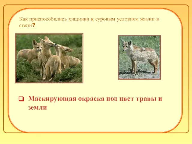 Как приспособились хищники к суровым условиям жизни в степи? Маскирующая окраска под цвет травы и земли