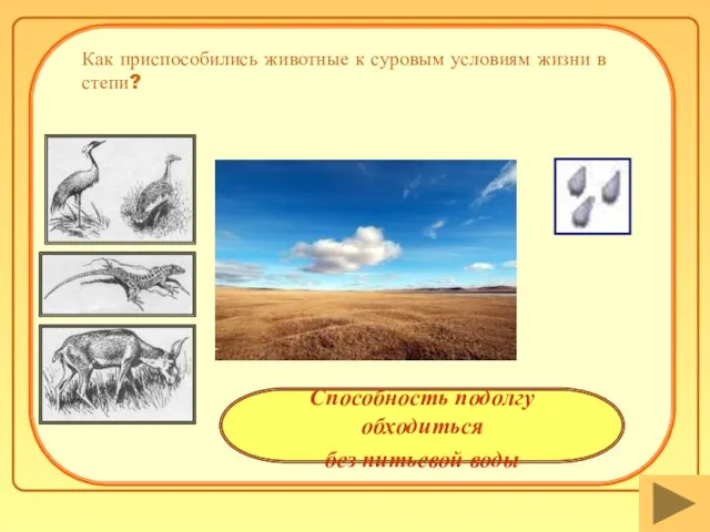 Как приспособились животные к суровым условиям жизни в степи? Способность подолгу обходиться без питьевой воды