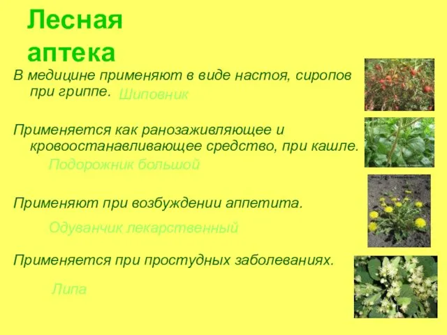 Лесная аптека В медицине применяют в виде настоя, сиропов при гриппе.