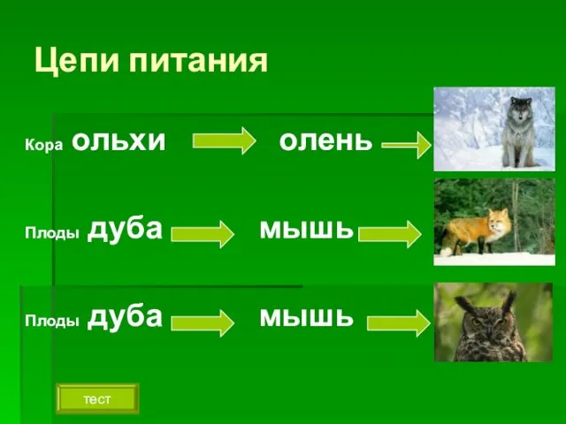 Цепи питания Кора ольхи олень Плоды дуба мышь Плоды дуба мышь тест