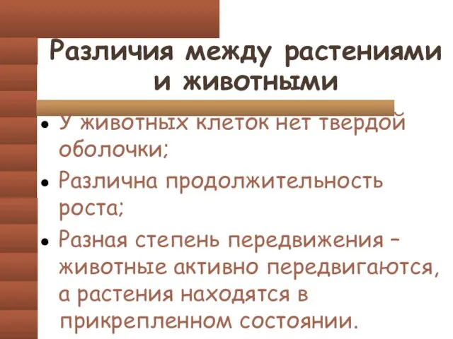 Различия между растениями и животными У животных клеток нет твердой оболочки;