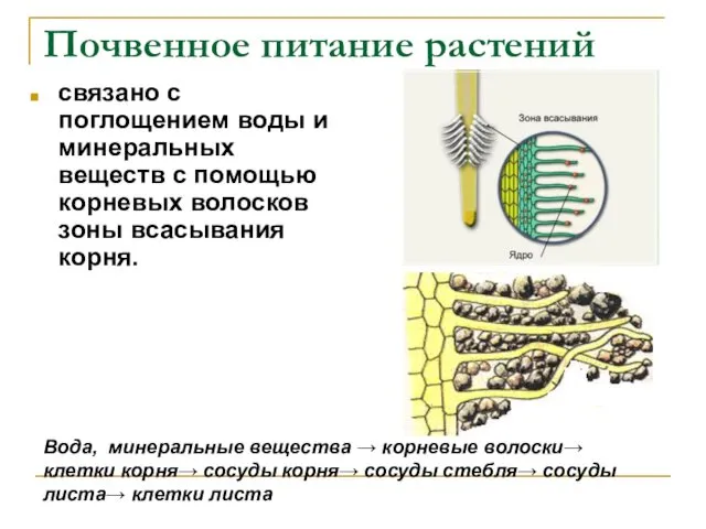 Почвенное питание растений связано с поглощением воды и минеральных веществ с