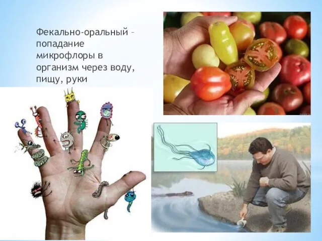 Фекально-оральный – попадание микрофлоры в организм через воду, пищу, руки
