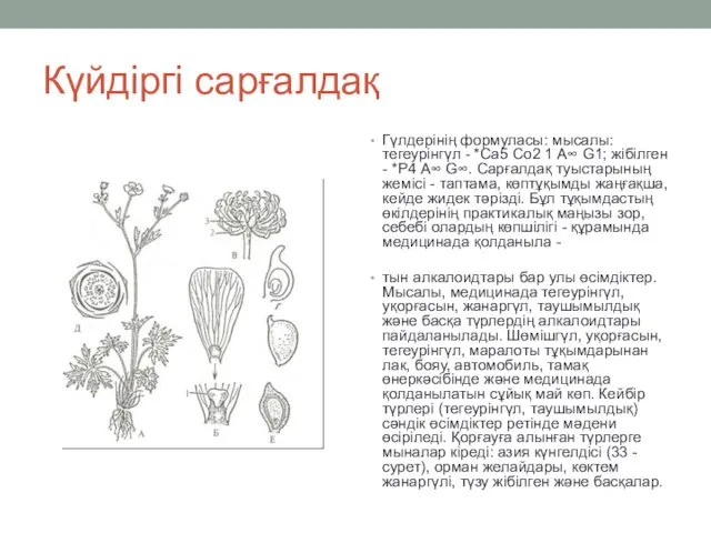 Күйдіргі сарғалдақ Гүлдерінің формуласы: мысалы: тегеурінгүл - *Са5 Со2 1 А∞