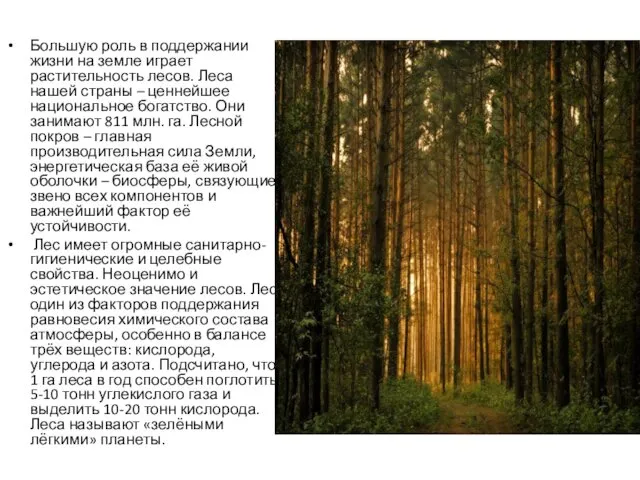 Большую роль в поддержании жизни на земле играет растительность лесов. Леса