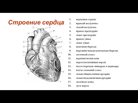 Строение сердца верхушка сердца правый желудочек левый желудочек правое предсердие левое