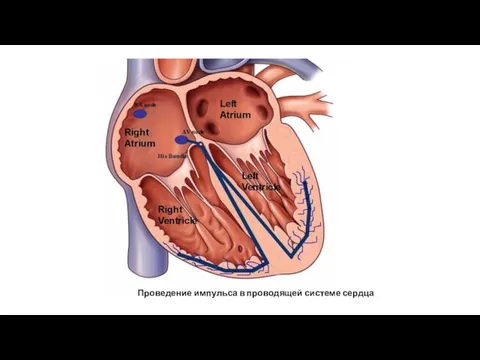Проведение импульса в проводящей системе сердца