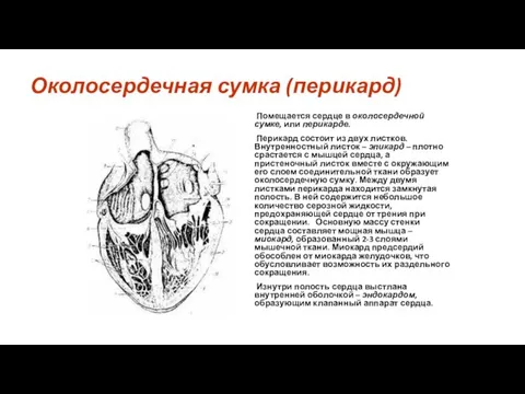 Околосердечная сумка (перикард) Помещается сердце в околосердечной сумке, или перикарде. Перикард