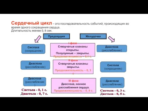 Сердечный цикл – это последовательность событий, происходящих во время одного сокращения