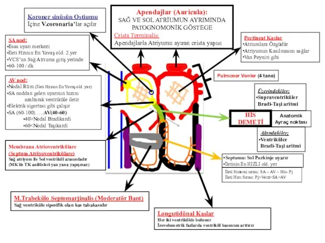 HİS DEMETİ Anatomik Ayraç noktası Üzerindekiler; Supraventriküler Bradi-Taşi aritmi Altındakiler; Ventriküler