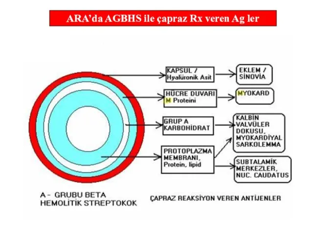 ARA’da AGBHS ile çapraz Rx veren Ag ler