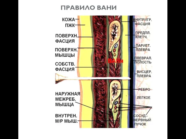 ПРАВИЛО ВАНИ