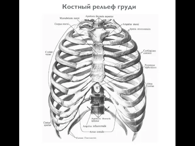 Костный рельеф груди