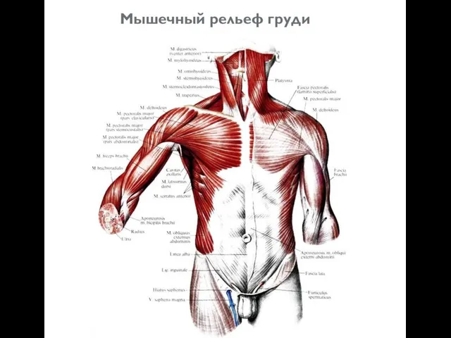 Мышечный рельеф груди