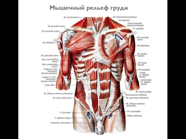 Мышечный рельеф груди