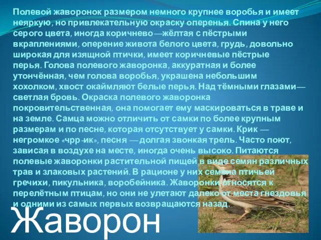 Жаворонок Полевой жаворонок размером немного крупнее воробья и имеет неяркую, но