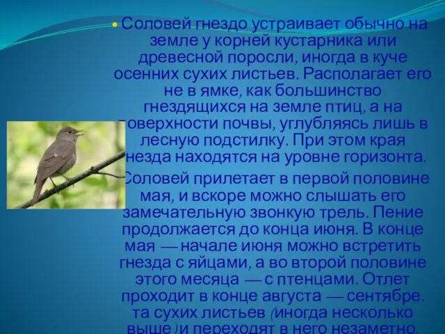 Соловей гнездо устраивает обычно на земле у корней кустарника или древесной